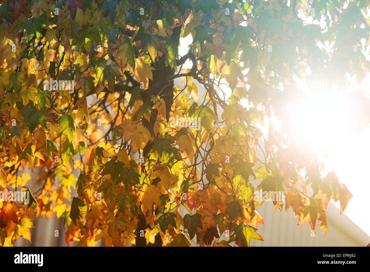 Sunburst brillante a través del árbol frondoso Foto de stock