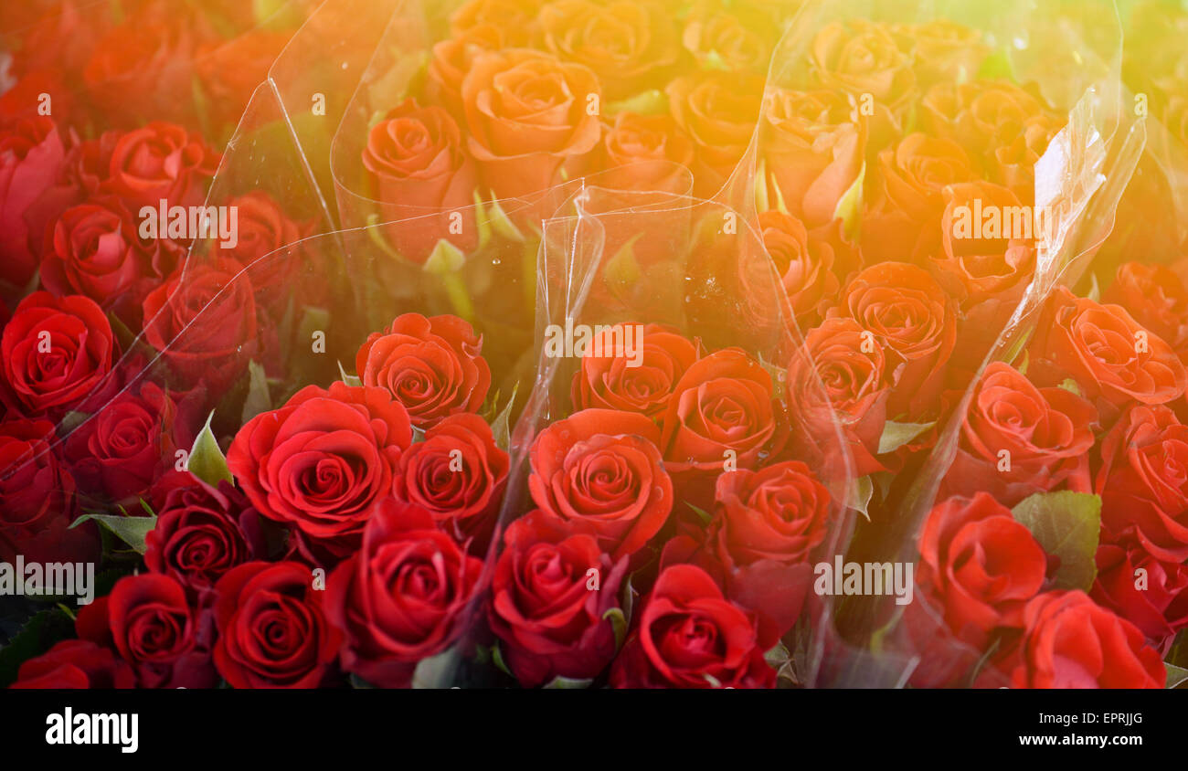 Ramos hermosas rosas fotografías e imágenes de alta resolución - Alamy