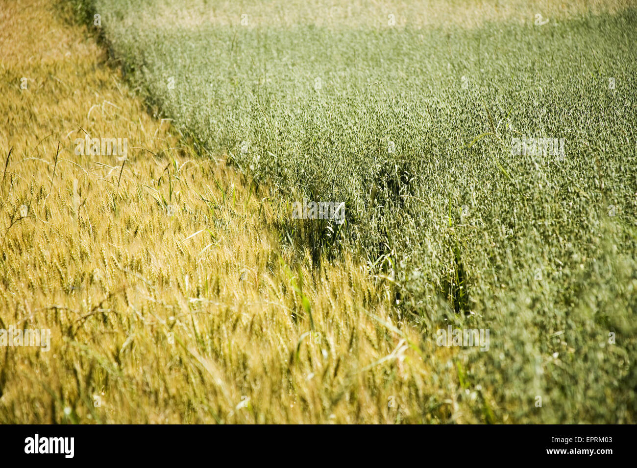 Vista de verde y amarillo los campos de heno y trigo. Foto de stock