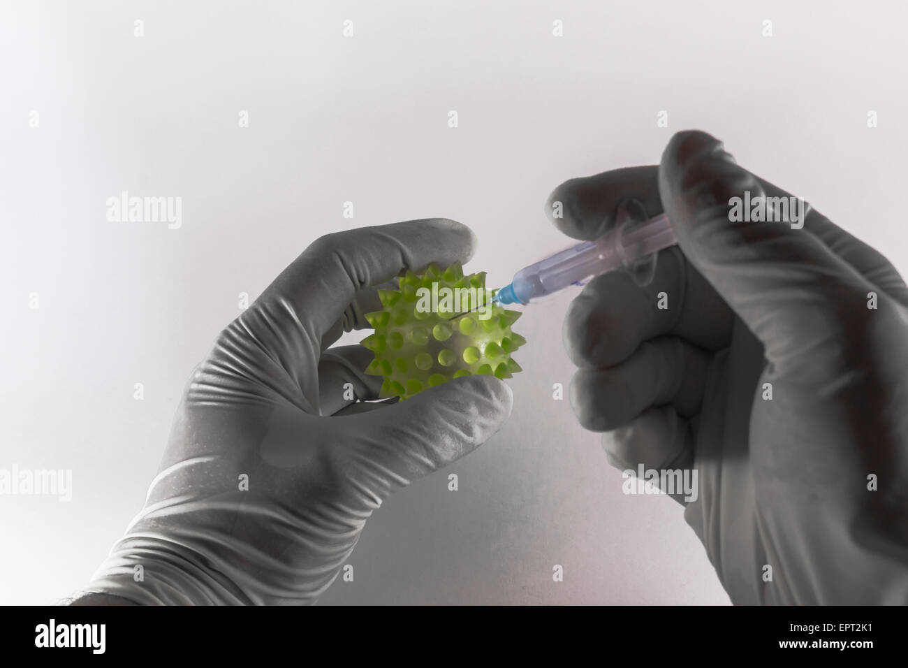 Dos manos revestido de látex inyectando una jeringa hipodérmica en una gran virus verdes sobre fondo blanco. Foto de stock