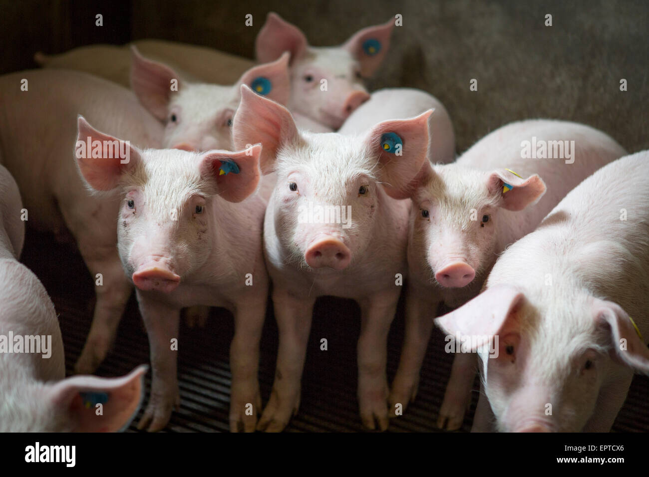 Lechones en interiores en una granja de cerdos en los Países Bajos, la agricultura de Europa Foto de stock