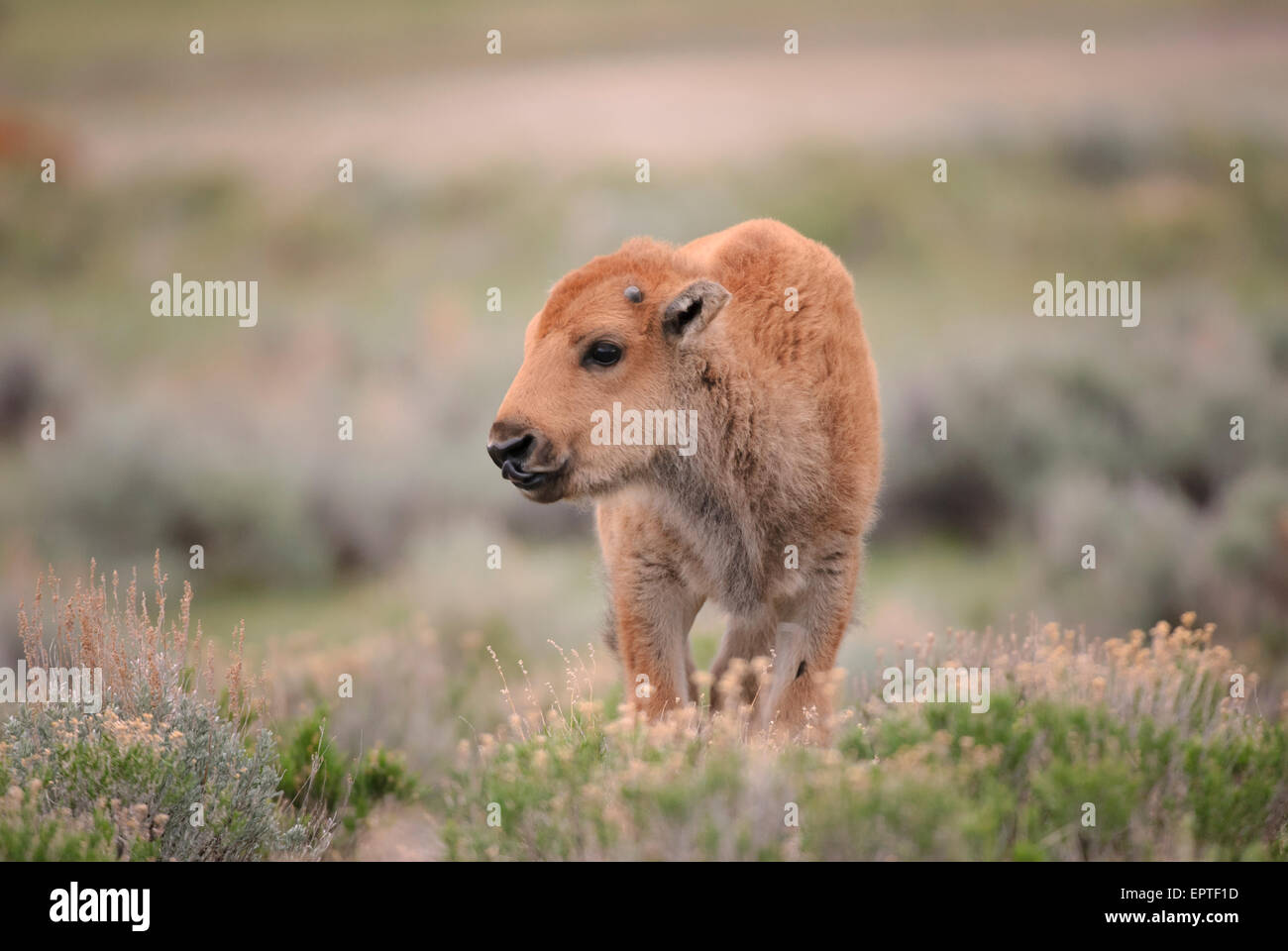 Ternero de bisonte (Bison bison) en sage, el Parque Nacional Yellowstone, Wyoming Foto de stock