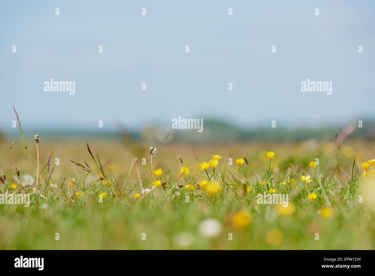 Campo de wild meadow ranúnculos en un día soleado de verano Foto de stock