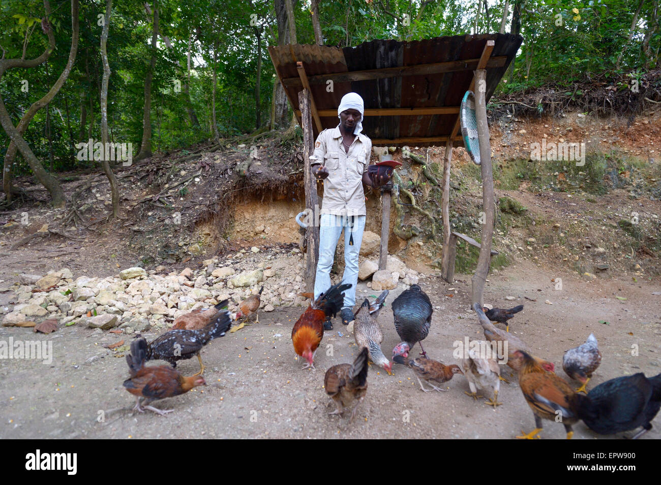 El hombre alimenta a sus gallinas, Riviere Froide, Departamento Ouest, Haití Foto de stock