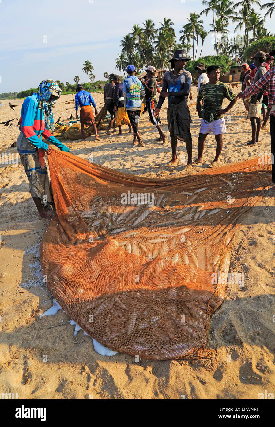 La pesca tradicional pesca desembarcada en net Nilavelli , cerca de la playa, en la provincia oriental de Trincomalee, Sri Lanka, Asia Foto de stock