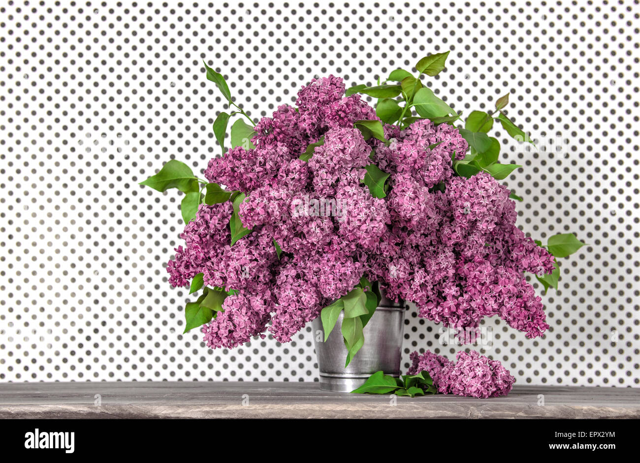 Ramo De Flores De Color Lila En Polka Dot Fondo De Pantalla Las Flores De La Primavera Foto Imagen De Stock 82937000 Alamy