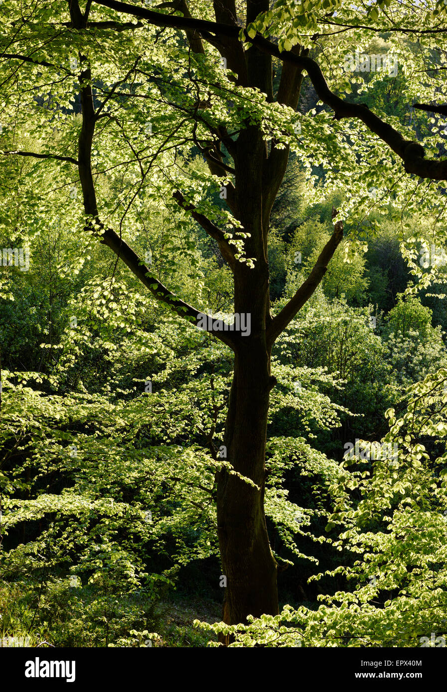 Bosques deciduos a comienzos del verano. Foto de stock