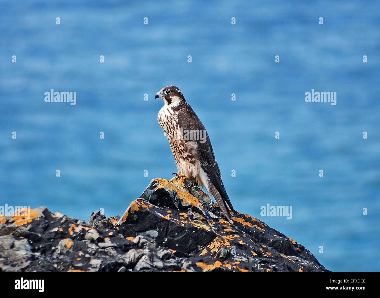 Halcón peregrino sentado en las rocas de la localidad de Cornish St. Ives. Foto de stock