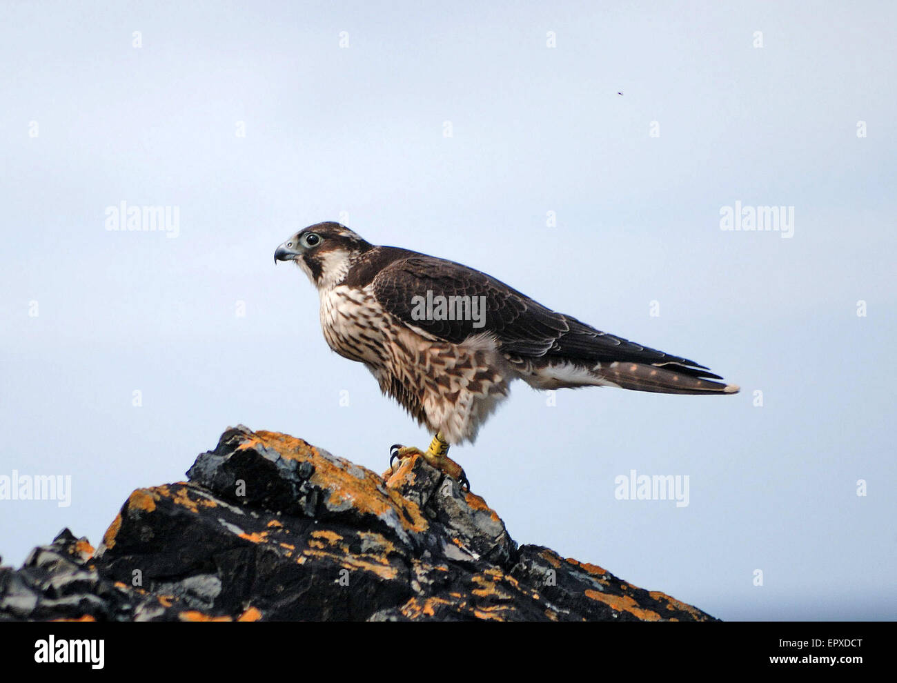 Un halcón peregrino posado sobre una roca en los acantilados de Cornualles Foto de stock
