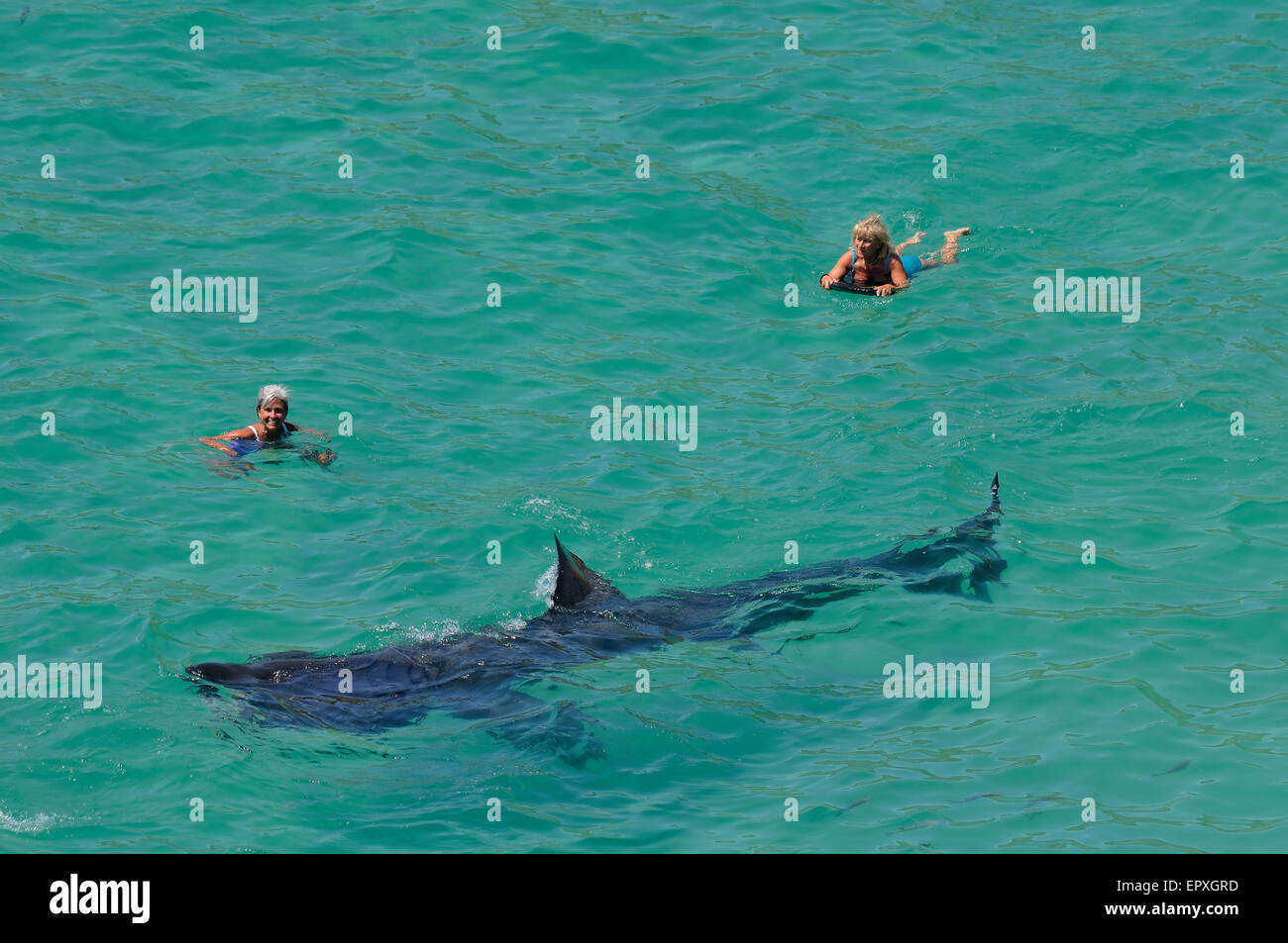 Los tiburones Basking gigantes se acercan a nadadoras en los mares de la costa de Cornualles Foto de stock