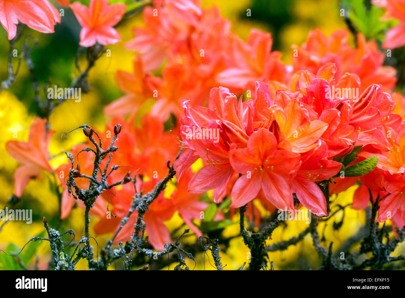 Azalea mollis yellow flowers fotografías e imágenes de alta resolución -  Alamy