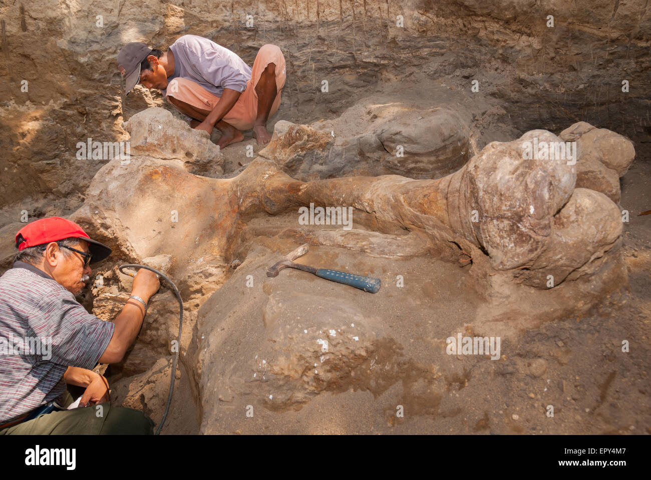 Fachroel Aziz, profesor de investigación de paleontología de vertebrados (con gorra de béisbol roja), está trabajando durante una excavación en Blora, Indonesia. Foto de stock