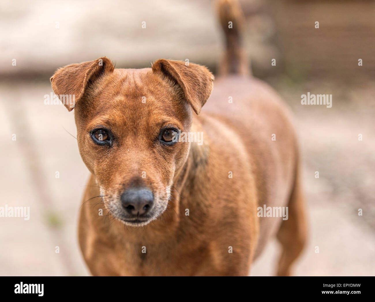 Retrato de un perro Jack Russell terrier marrón Fotografía de stock - Alamy