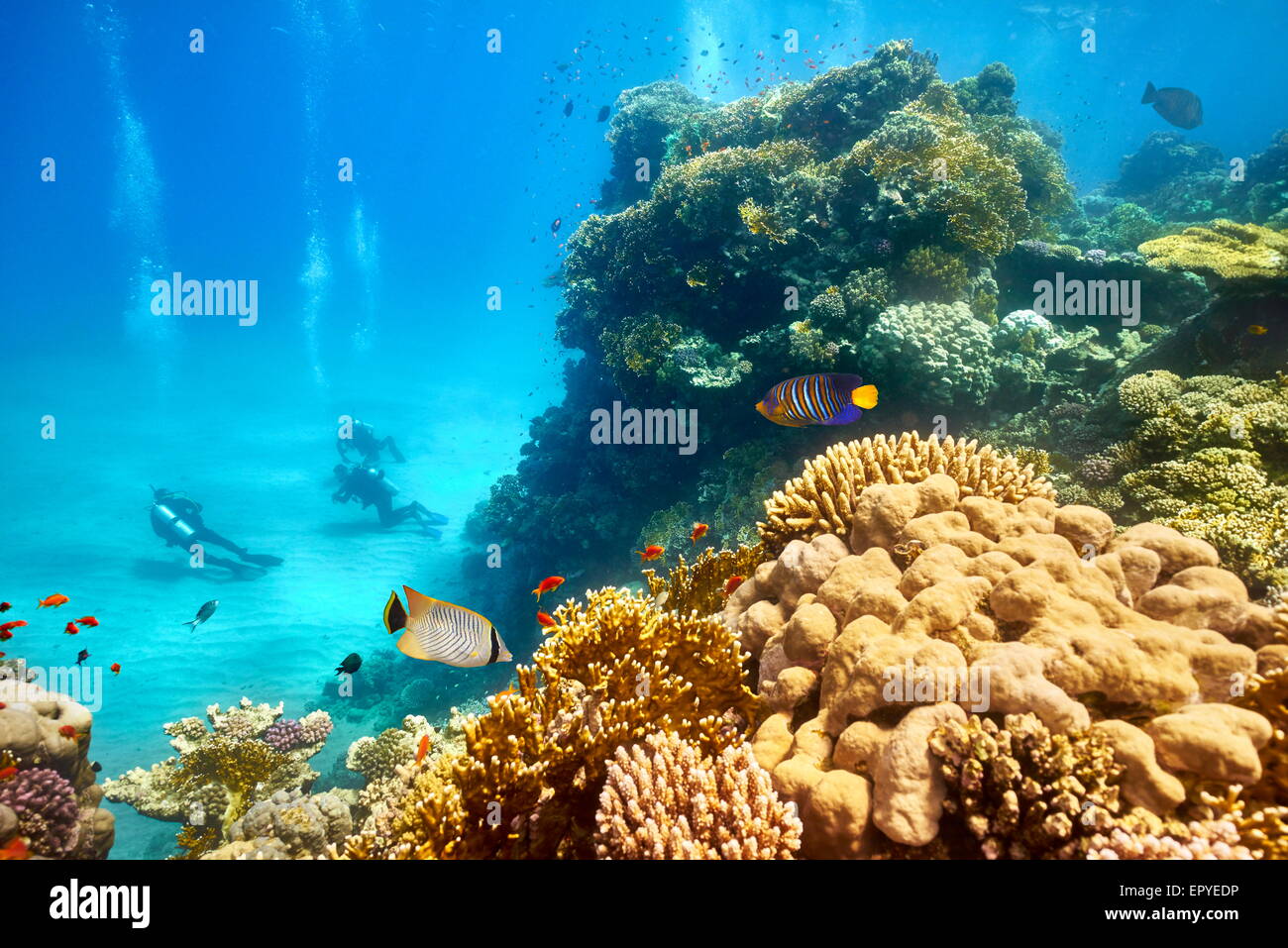Mar Rojo - vista submarina a submarinistas y el arrecife, Marsa Alam, Egipto Foto de stock