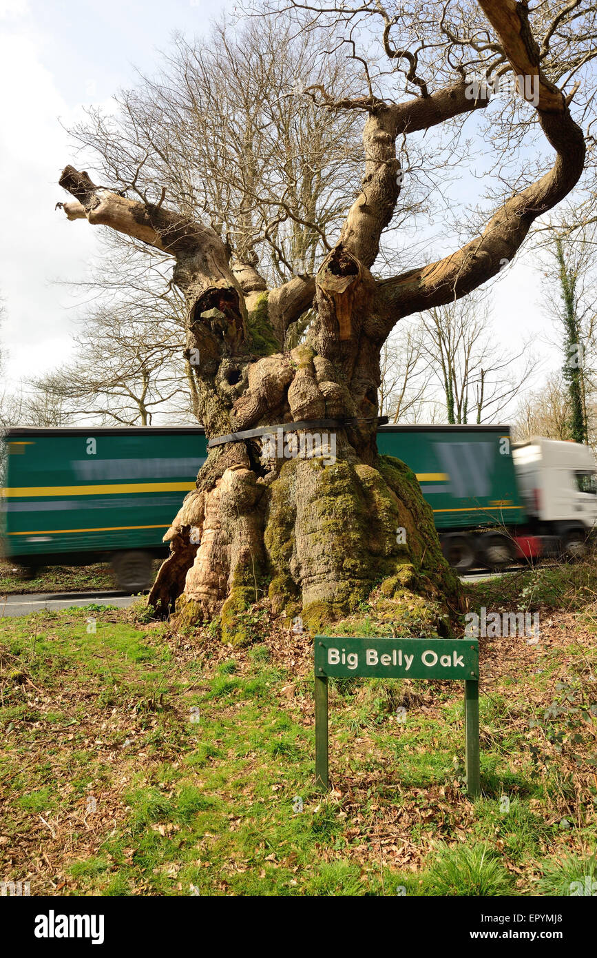 Un camión que pasa por el Big Belly Oak en la carretera A346 en Savernake Forest, Wiltshire. Foto de stock