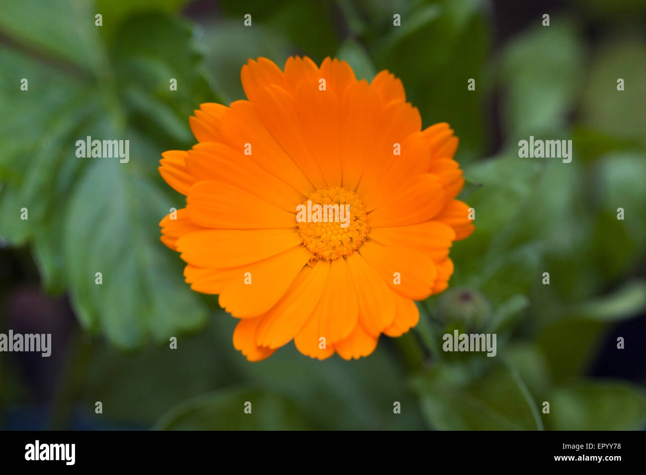 Calendula officinalis. Flores de caléndula en inglés Fotografía de