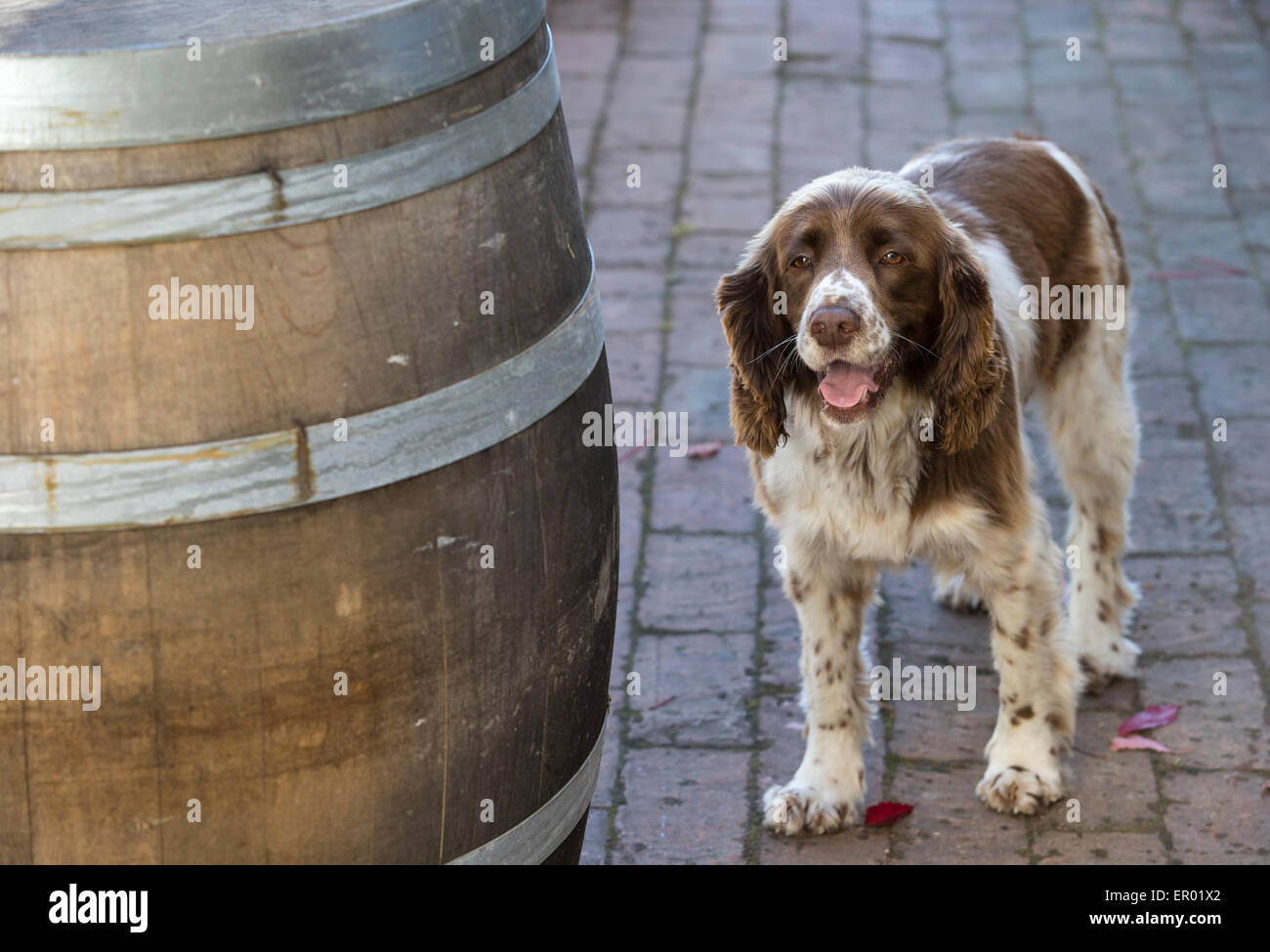 Springer Spaniel Inglés Gemma en guardia junto a un barril a Seresin Estate Winery Foto de stock
