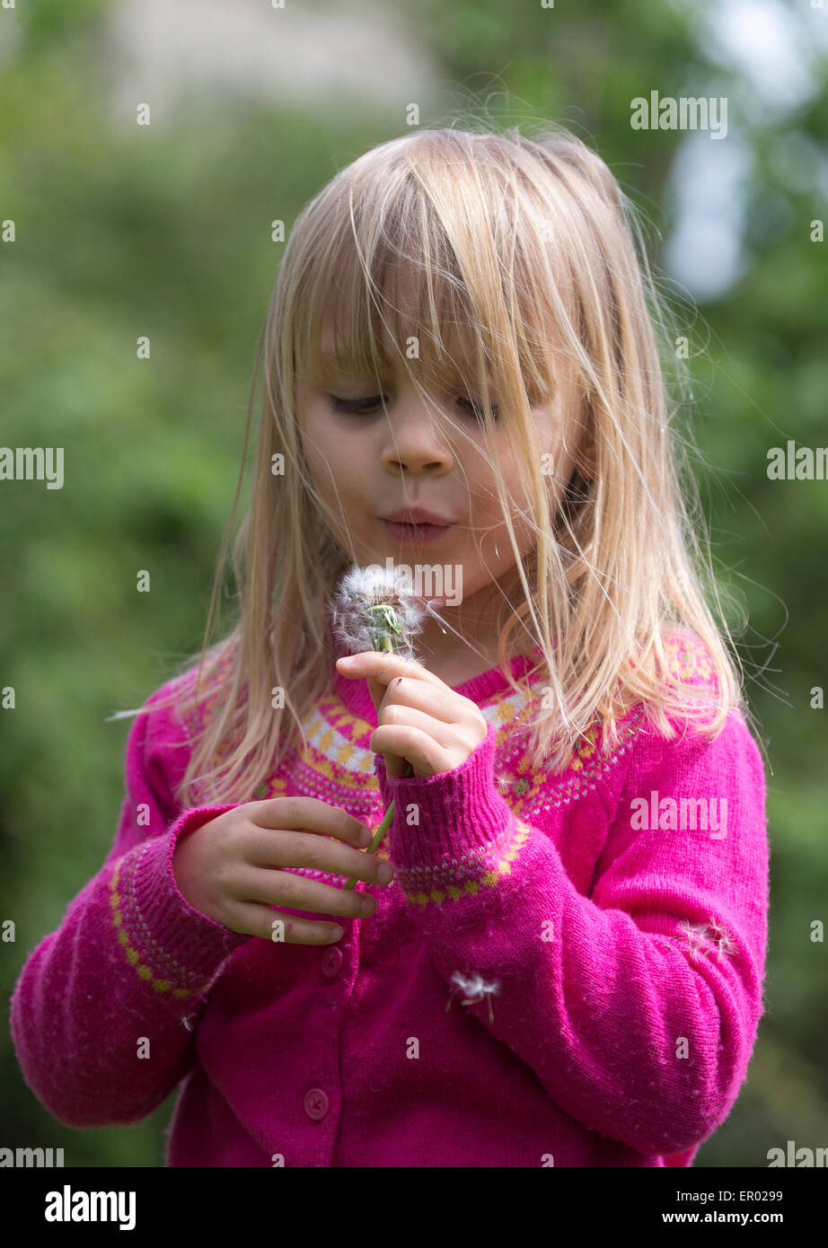Una niña en una rosa top blowiong un reloj de diente de león Foto de stock