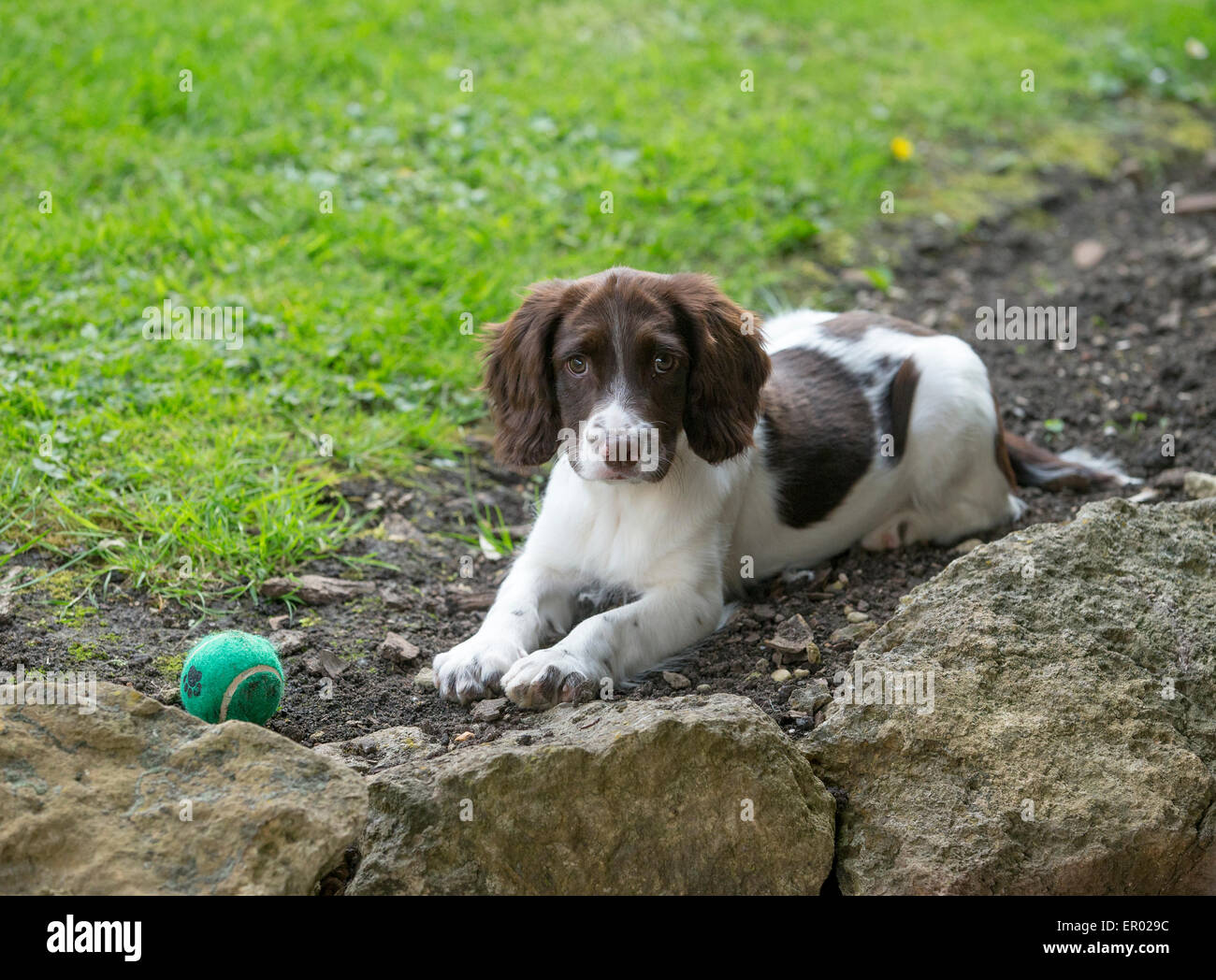 Springer Spaniel Inglés cachorro tumbado en el suelo por una pelota de tenis verde Foto de stock