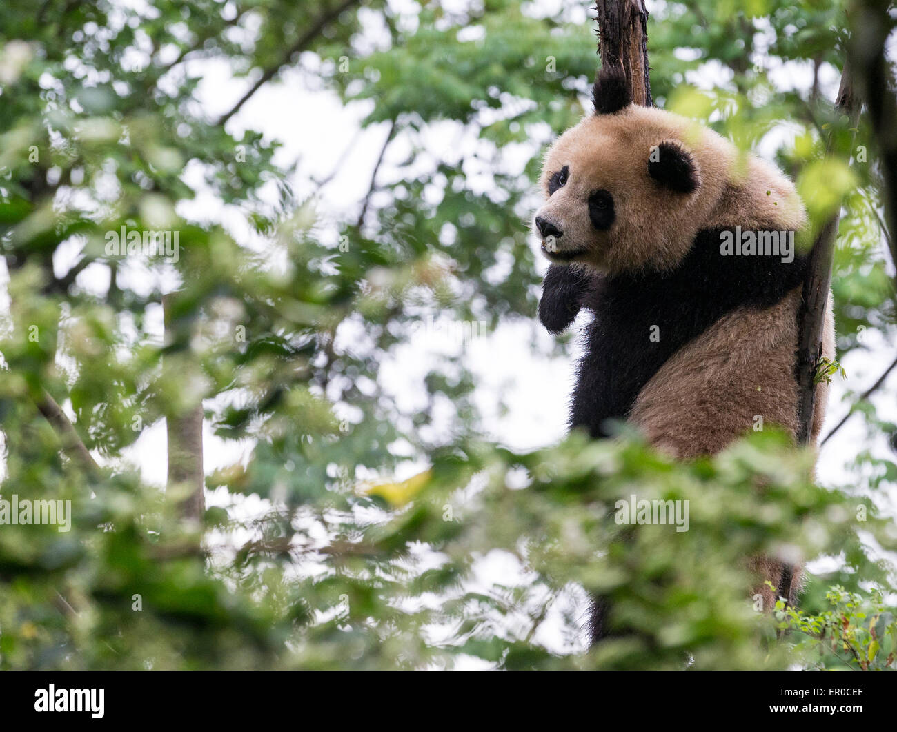 El panda gigante (Ailuropoda melanoleuca) Cría de Panda en Chengdu y el Centro de Investigación Foto de stock