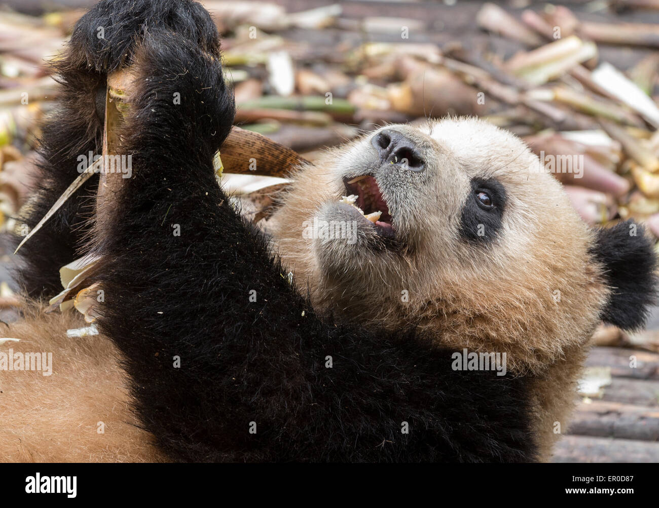 El panda gigante (Ailuropoda melanoleuca) Cría de Panda en Chengdu y el Centro de Investigación sobre su espalda y apareciendo a tomar selfie. Foto de stock