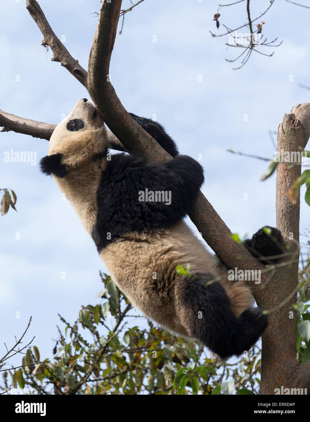 El panda gigante (Ailuropoda melanoleuca) Cría de Panda en Chengdu y el Centro de Investigación Foto de stock