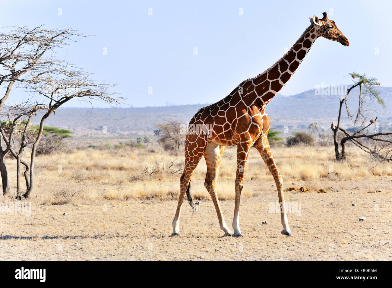 Jirafa reticulada en Buffalo Springs, Kenya Foto de stock