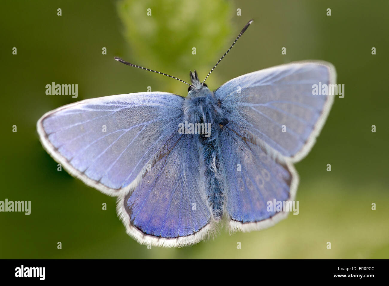Un día cálido en mayo y una mariposa azul común (Polyommatus icarus) descansa en el sol. Foto de stock