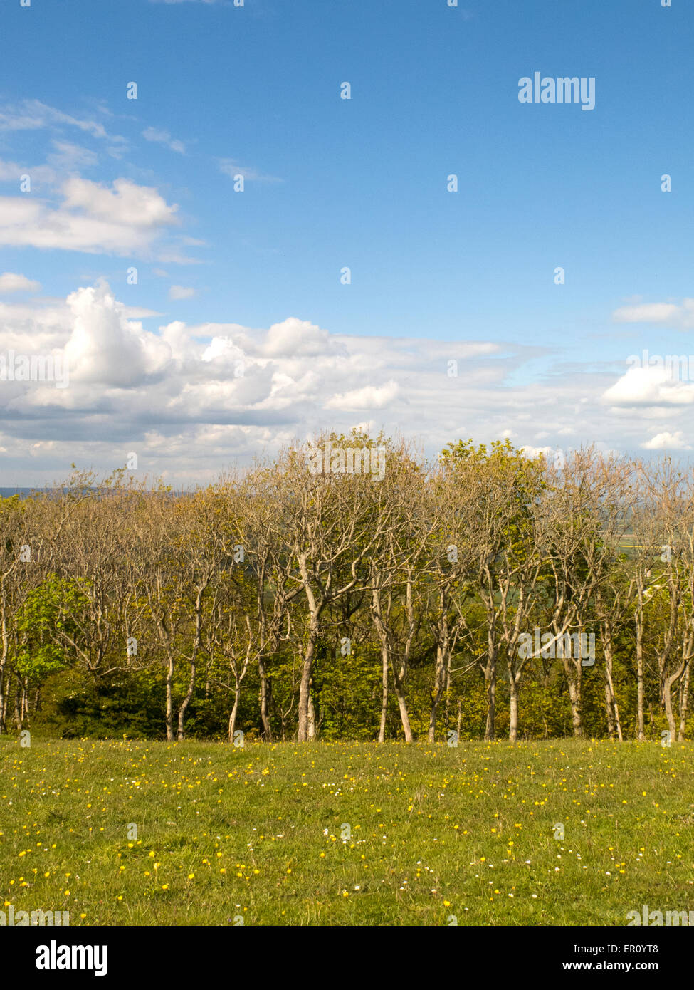 Los fresnos recuperando de morir en los South Downs UK Foto de stock