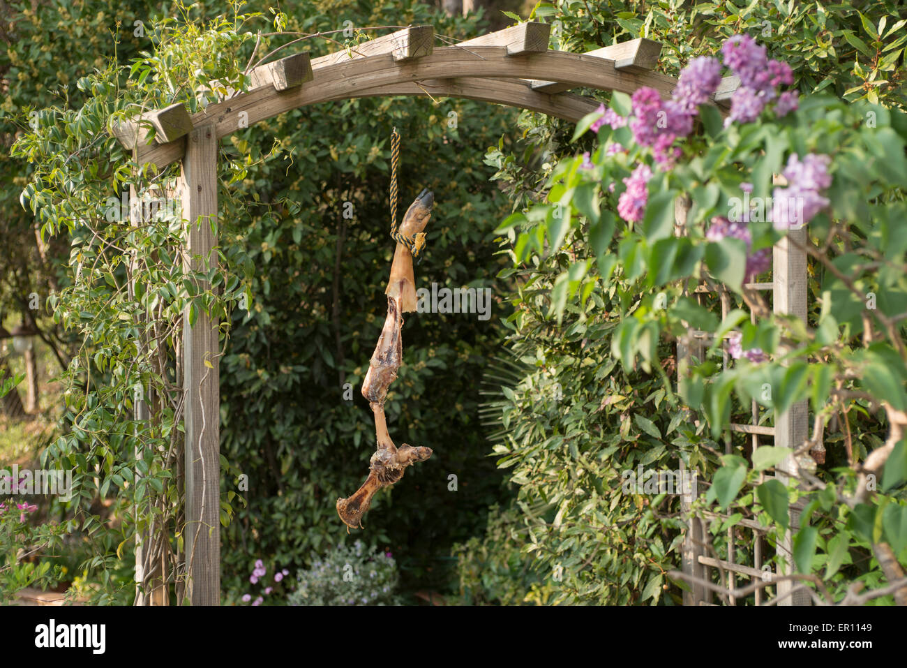 Hueso en cerdo fotografías e imágenes de alta resolución - Alamy