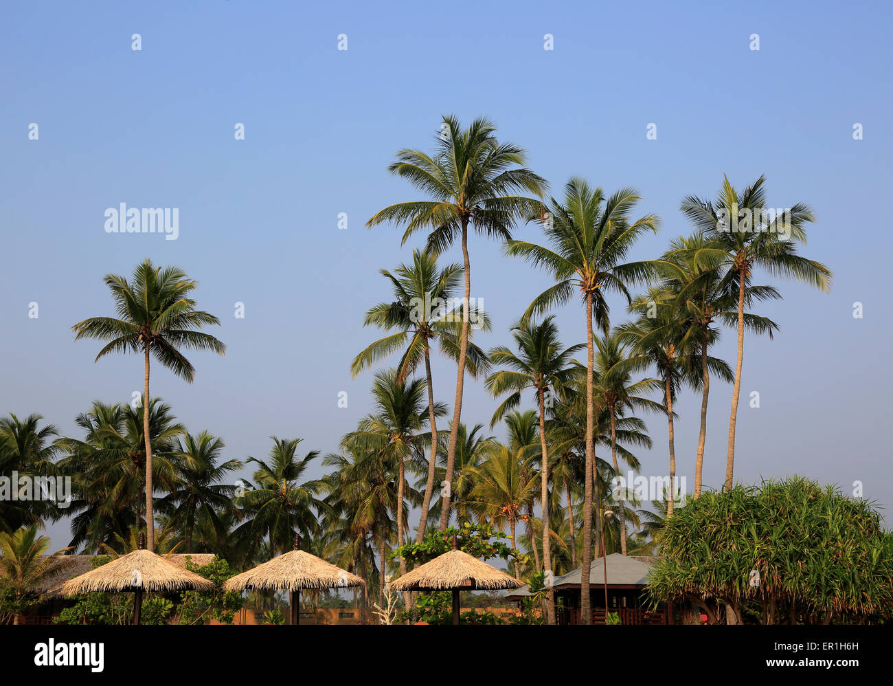 Palmeras de Coco contra el cielo azul profundo, Nilavelli, Trincomalee, Sri Lanka, Asia Foto de stock
