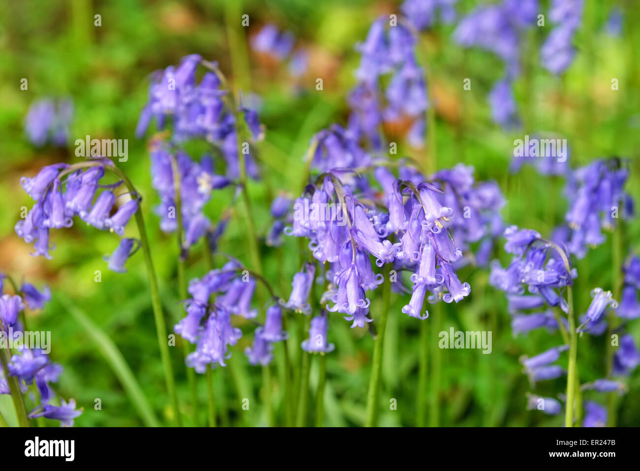 Flores silvestres de hyacinth in Hallerbos o Bois de Hal bosque. Jacintos cubren el bosque como una alfombra azul Foto de stock