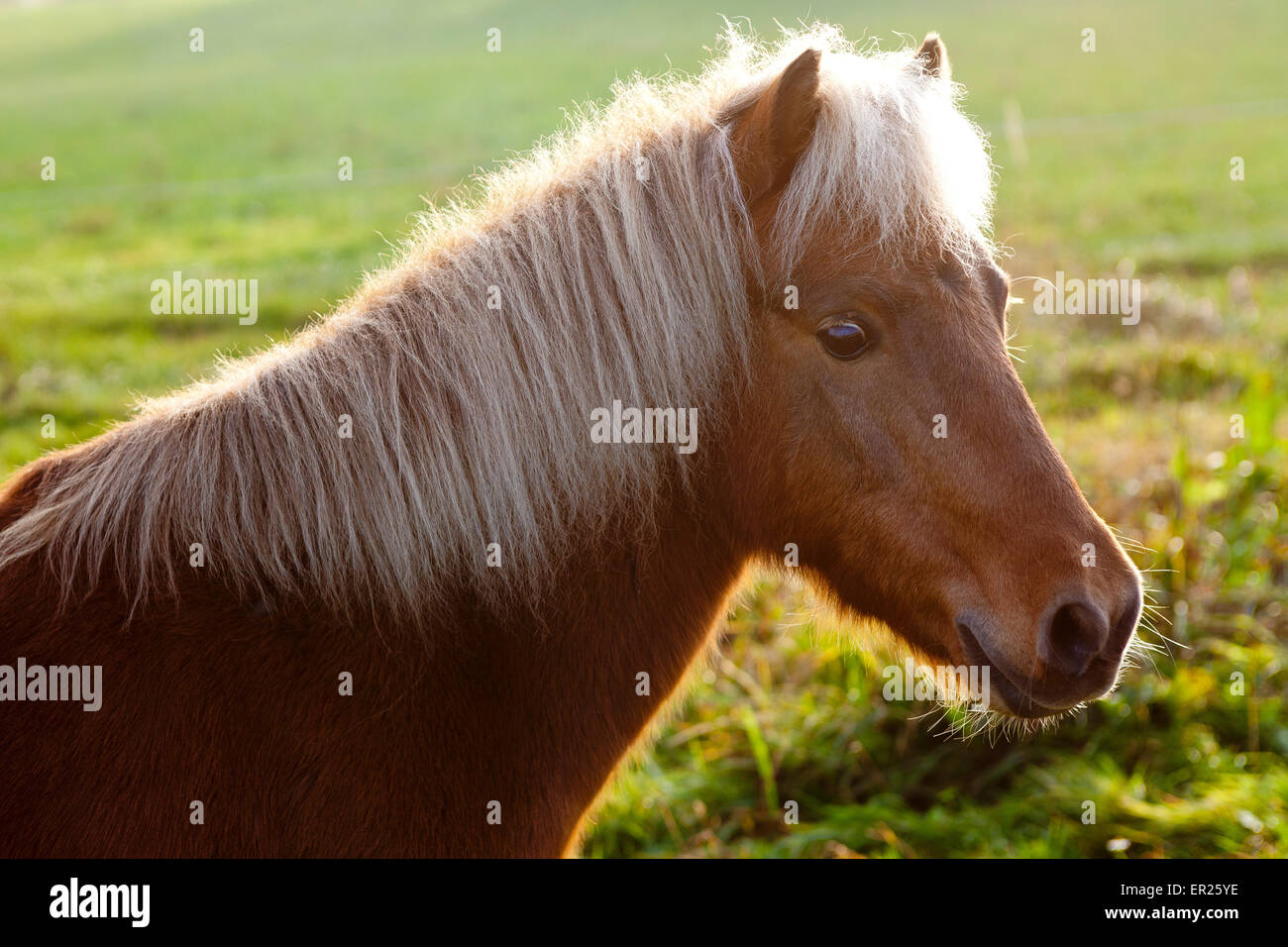 Europa, en Alemania, en Renania del Norte-Westfalia, pony en una pradera. Europa, Deutschland, Nordrhein-Westfalen, Pony auf einer Wiese. Foto de stock
