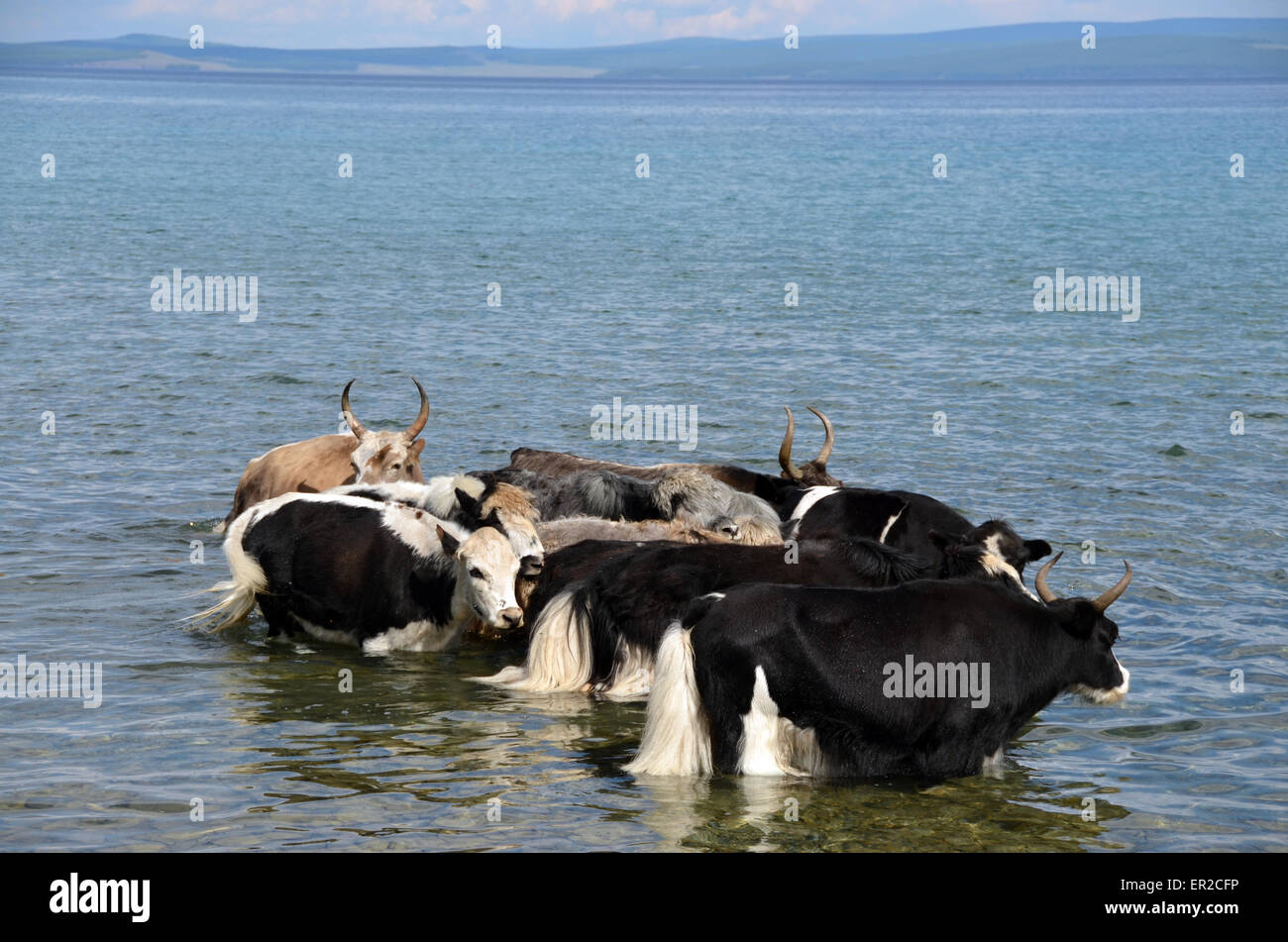 Las vacas bañarse y beber en el Lago Hovsgol, al norte de Mongolia Foto de stock