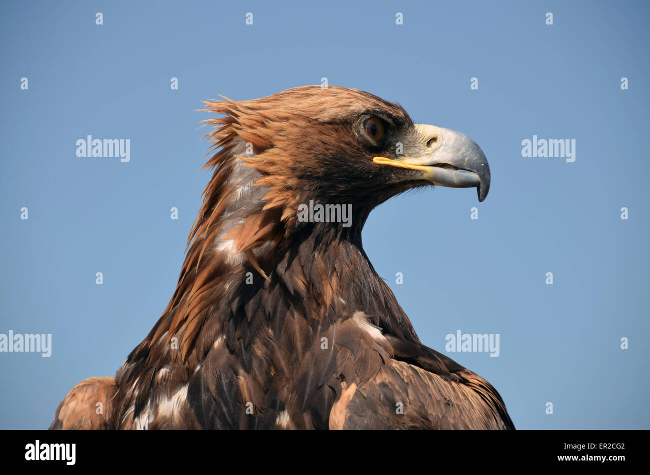 Cerrar Foto de un águila en la provincia Tov, Mongolia. Estas aves son utilizadas para la caza. Foto de stock