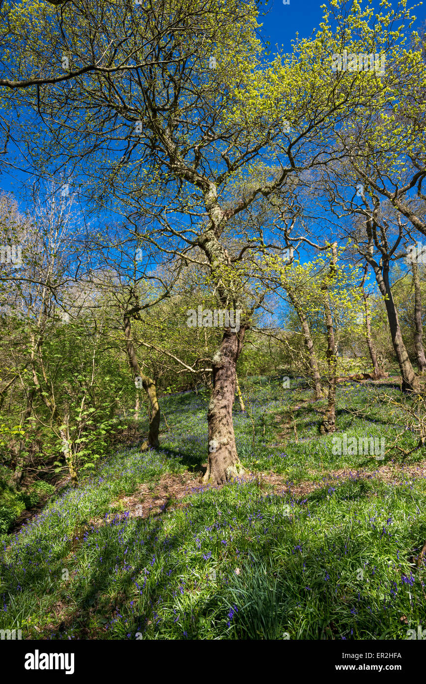 English Oak Tree en primavera con una alfombra de campanillas debajo y sol de primavera en la nueva vegetación. Foto de stock