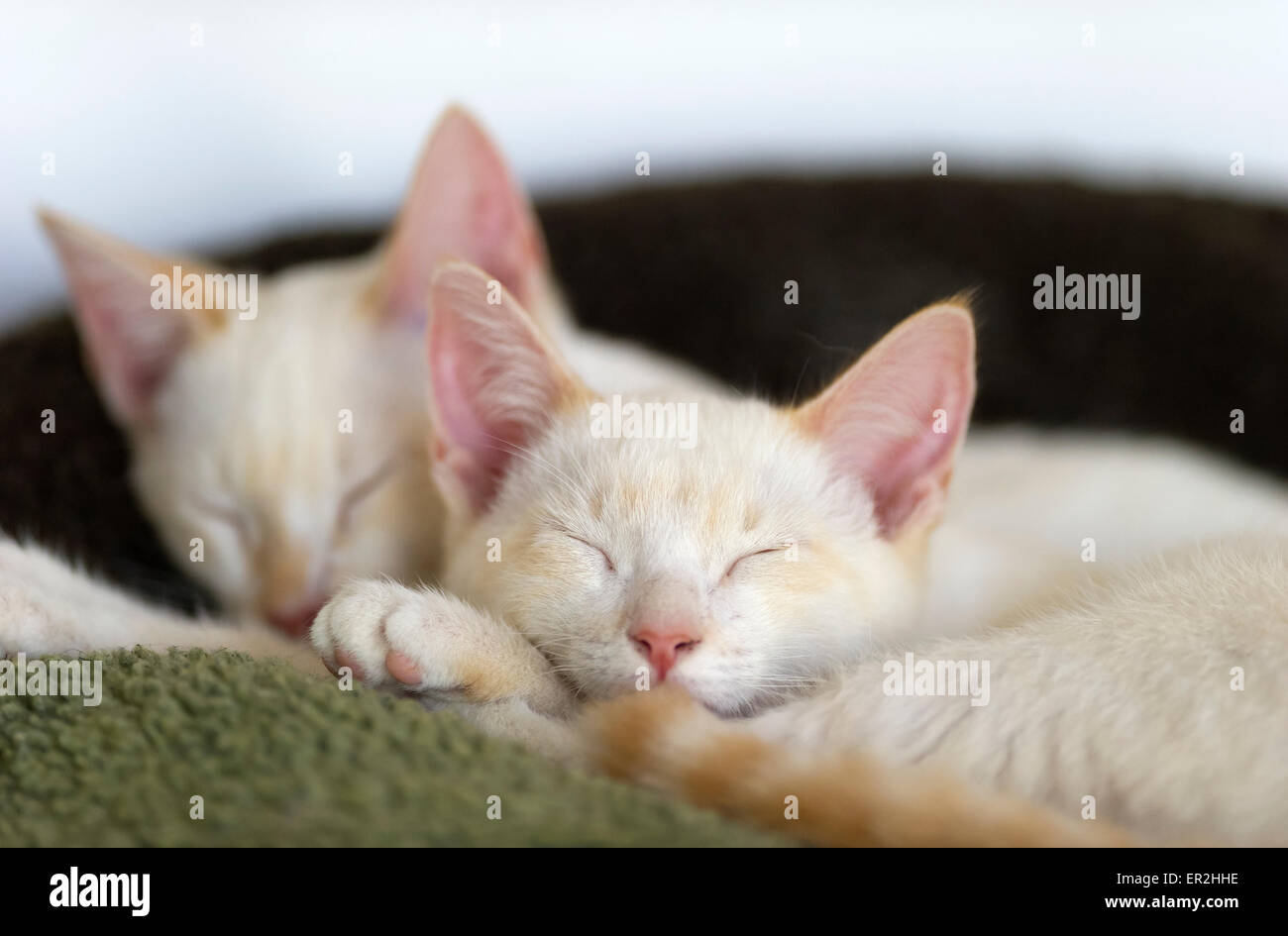 Los gatitos durmiendo pacíficamente en su cama juntos. Foto de stock