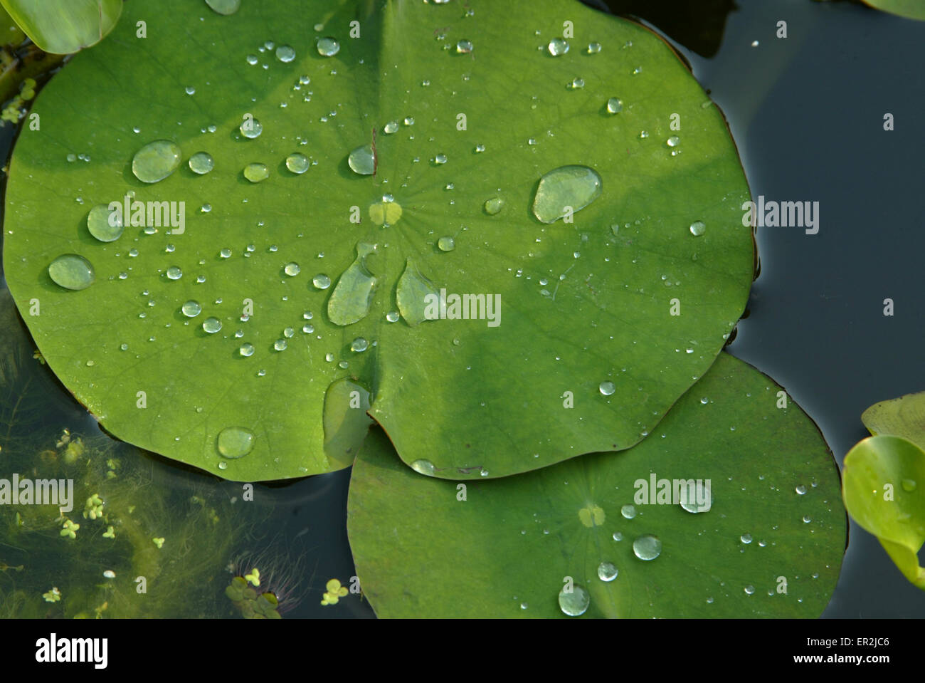 En Lotusblaetter einem Teich, Wassertropfen, Lotuseffekt Foto de stock