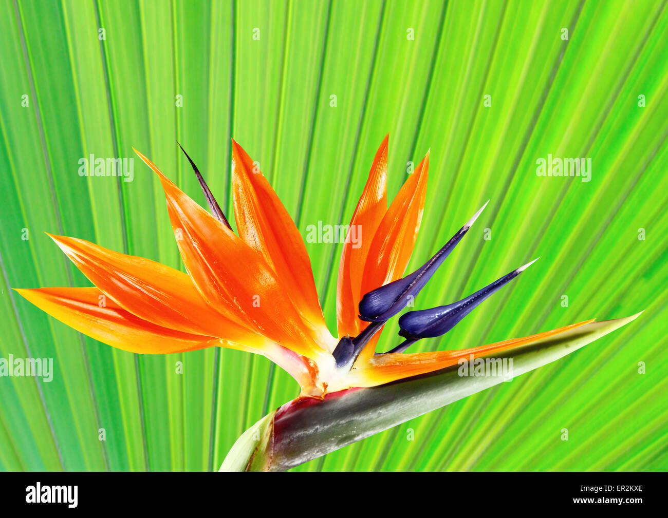 Arreglo floral de ave del paraíso fotografías e imágenes de alta resolución  - Alamy
