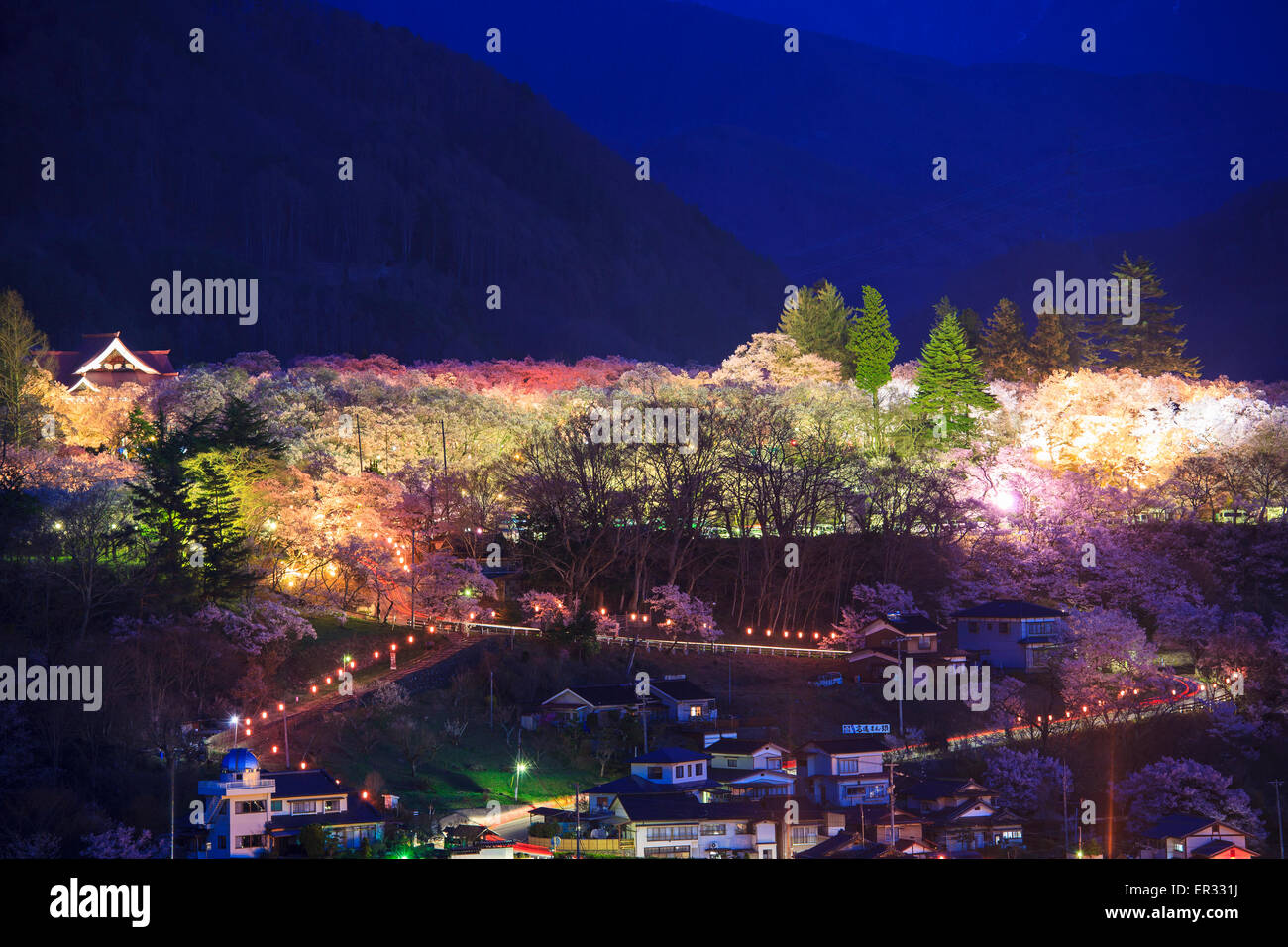 A la luz de los Cerezos en flor en el Castillo Takato sitio Parque, Nagano, Japón Foto de stock