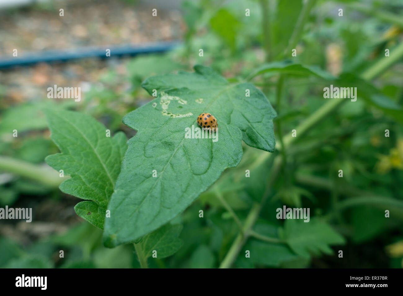 Señora escarabajo sobre hojas de tomate Foto de stock