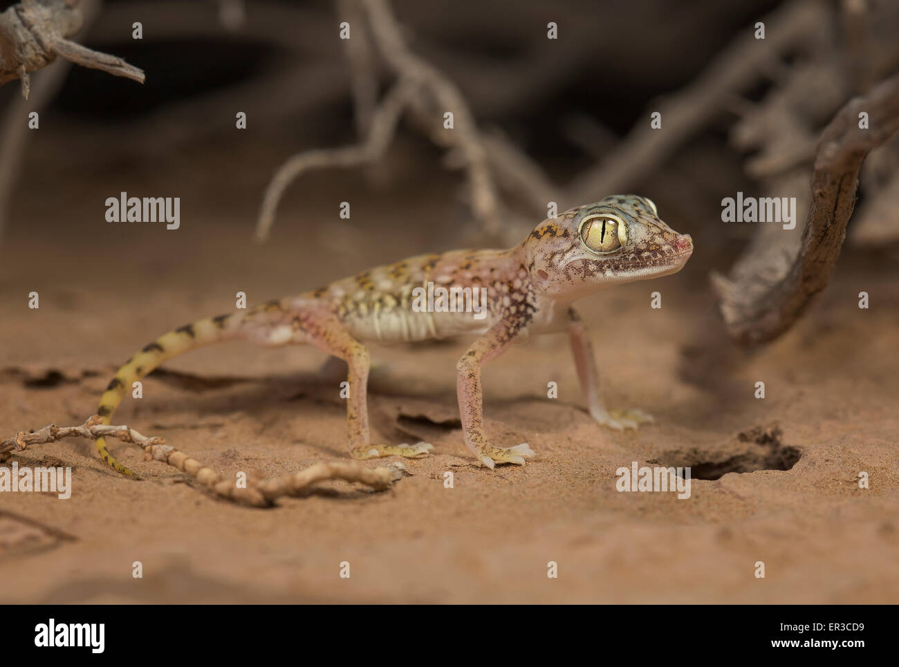Corto de Oriente Medio-fingered (gecko Stenodactylus doriae), Sharjah, Emiratos Árabes Unidos Foto de stock