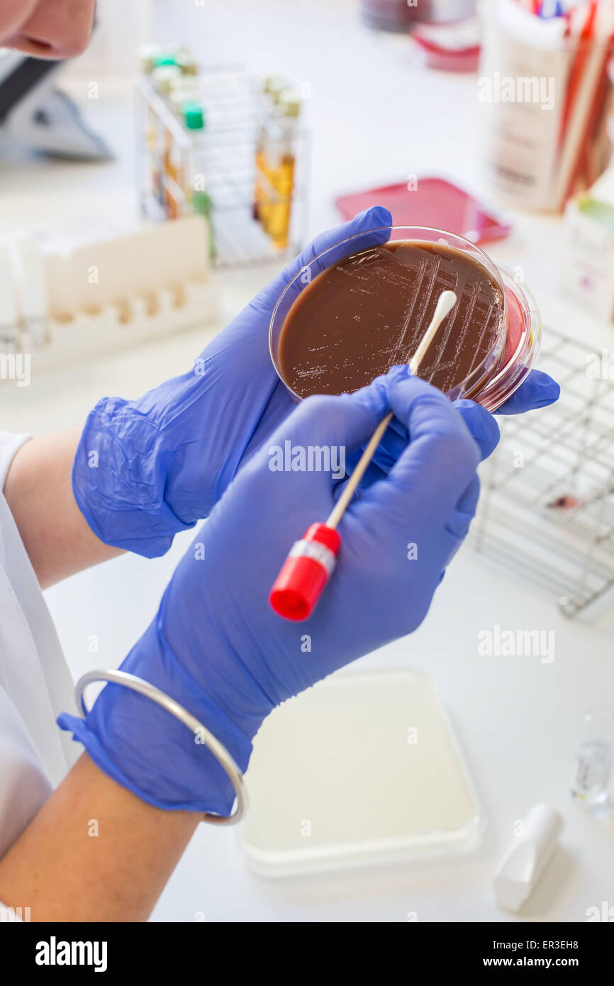 Un técnico las bacterias en placas de petri gelose mediano para el análisis de bacterias, la biología y el Centro de Investigación. Foto de stock
