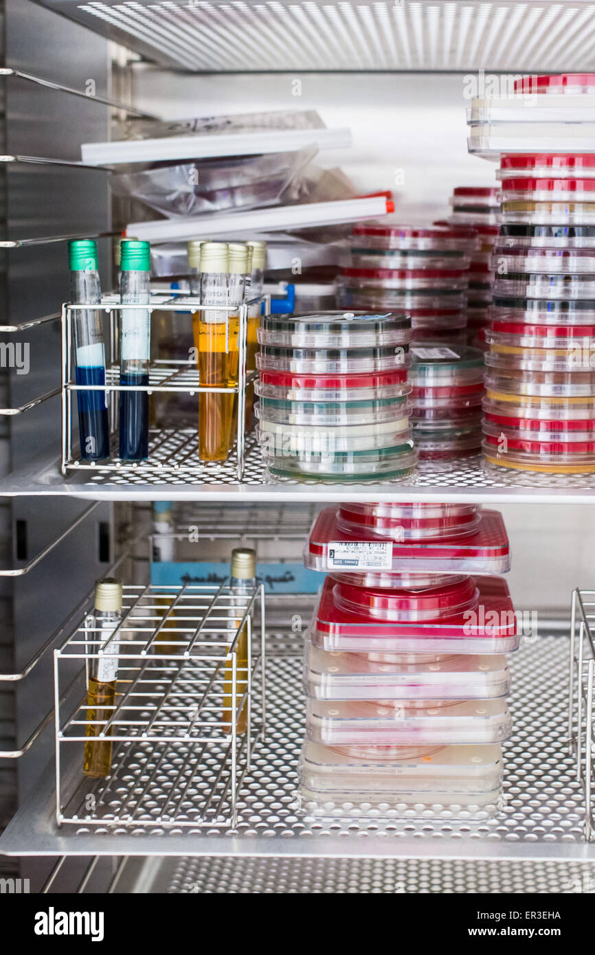 Las cajas de almacenamiento de armas bacteriológicas culturas en una incubadora, laboratorio de bacteriología y virología. Foto de stock