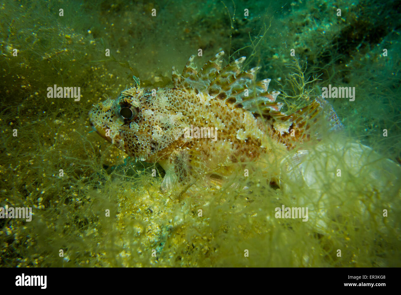 Pequeño de tamaño completo Rascacio, Scorpaena anotar, sentado en algas amarillo Foto de stock
