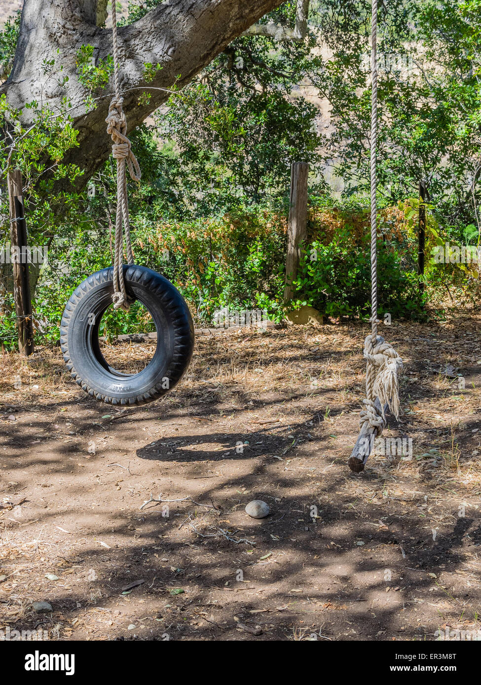 Un columpio y un columpio de neumático se mantiene en su lugar colgado de  un árbol por una gran soga Fotografía de stock - Alamy