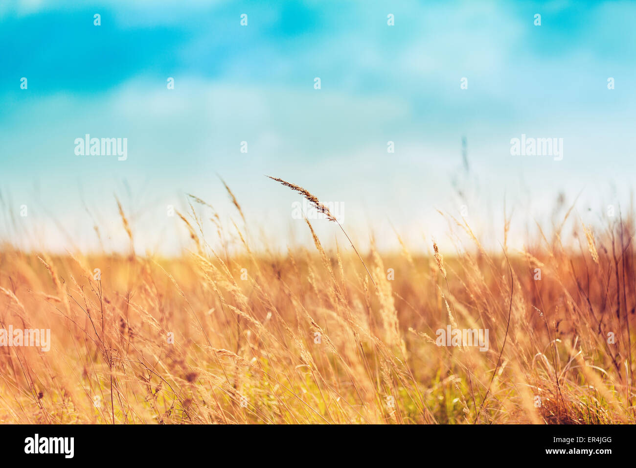 Campo Hermoso y cielos azules Foto de stock