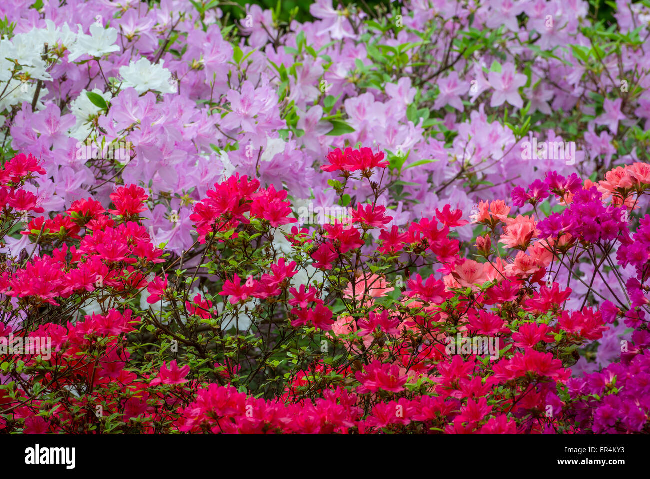 Varios coloridos arbustos Azalea Foto de stock