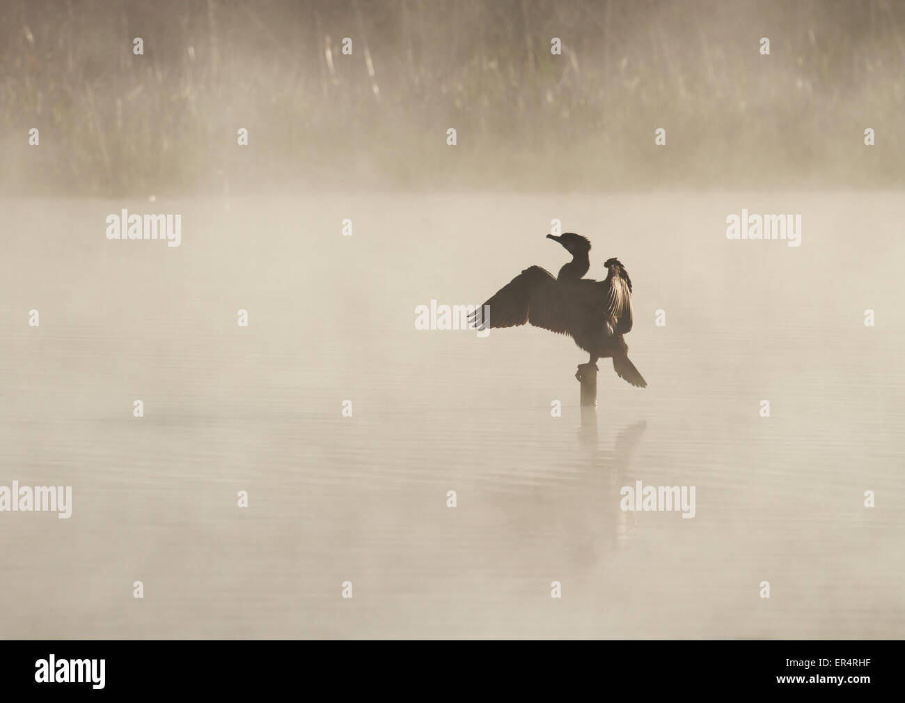 Adulto cormorán grande (Phalacrocorax carbo) encaramado sobre un tocón en medio de un lago brumoso Foto de stock