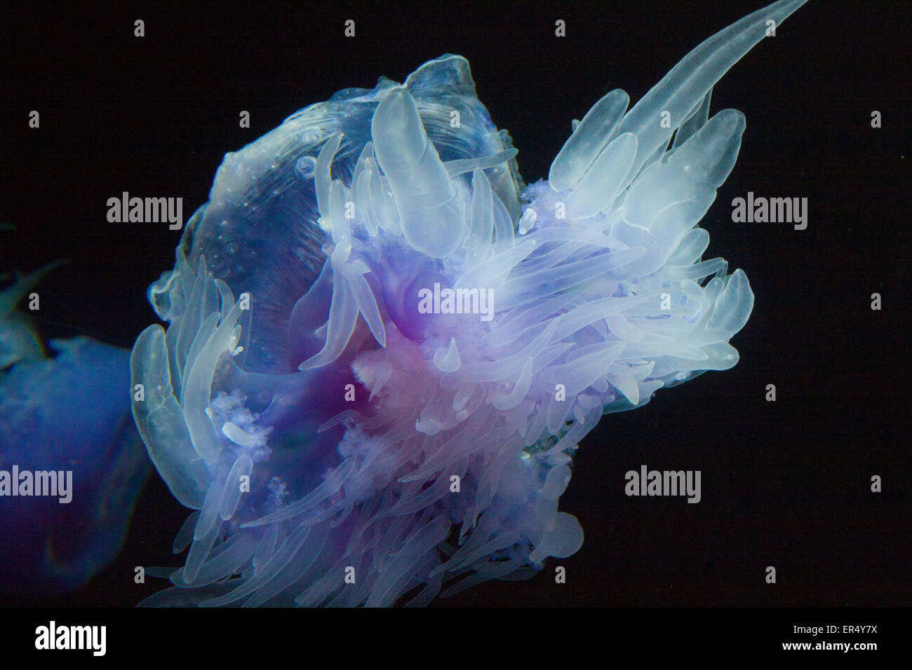 Criatura marina de agua fría en la oscuridad Foto de stock